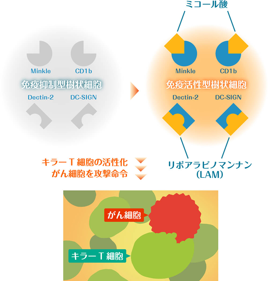 大阪大学で研究開発されたＢＣＧワクチンを用いて樹状細胞を強化