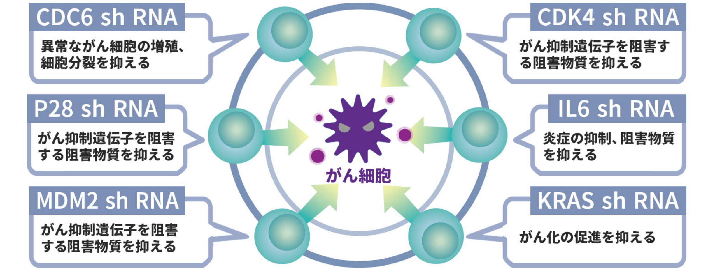 6つの核酸医療製品により特定のがん細胞の増殖を抑え込む