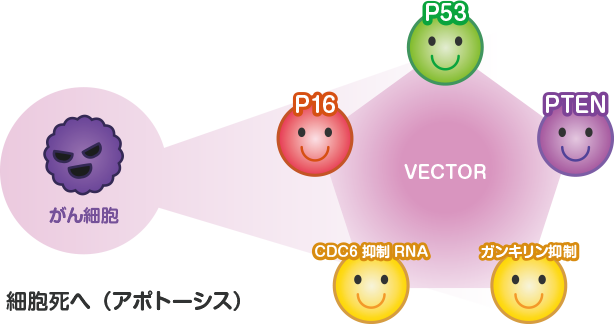 がん細胞をアポトーシスさせるため複数のがん抑制遺伝子をベクターに乗せてがん細胞の核まで到達させ直接作用させる